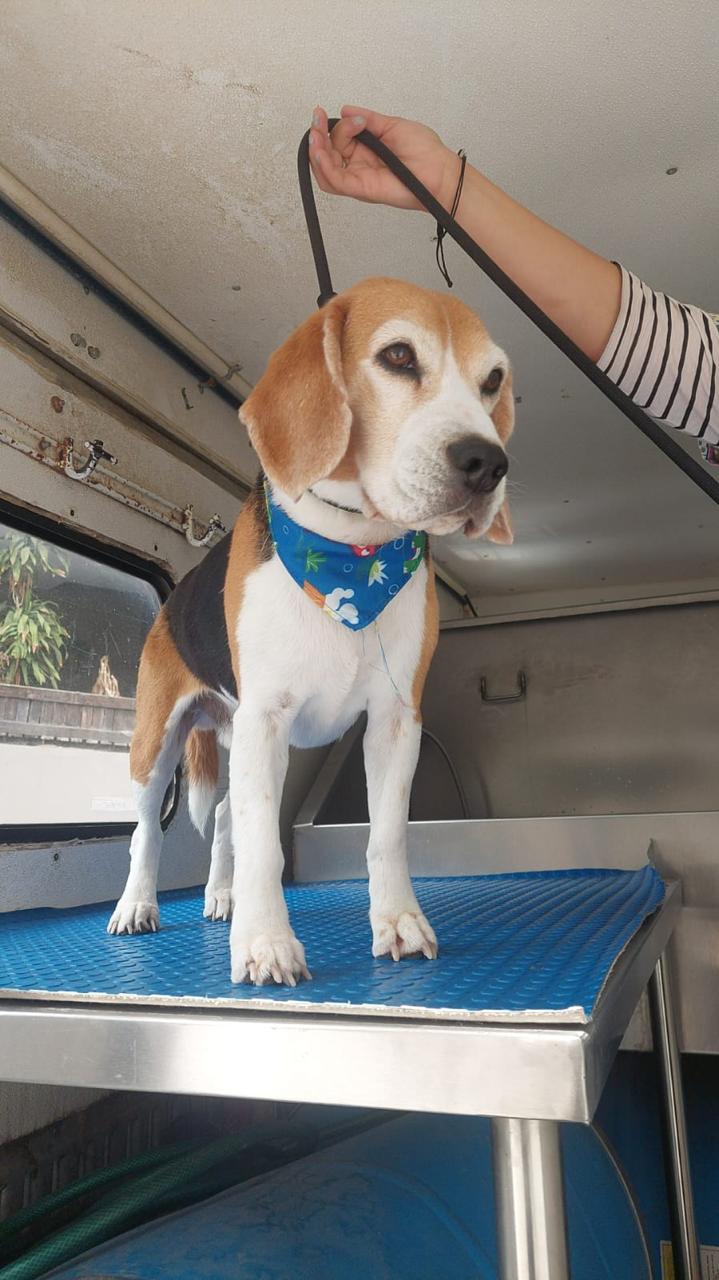 Beagle con paliacate dentro de la camioneta