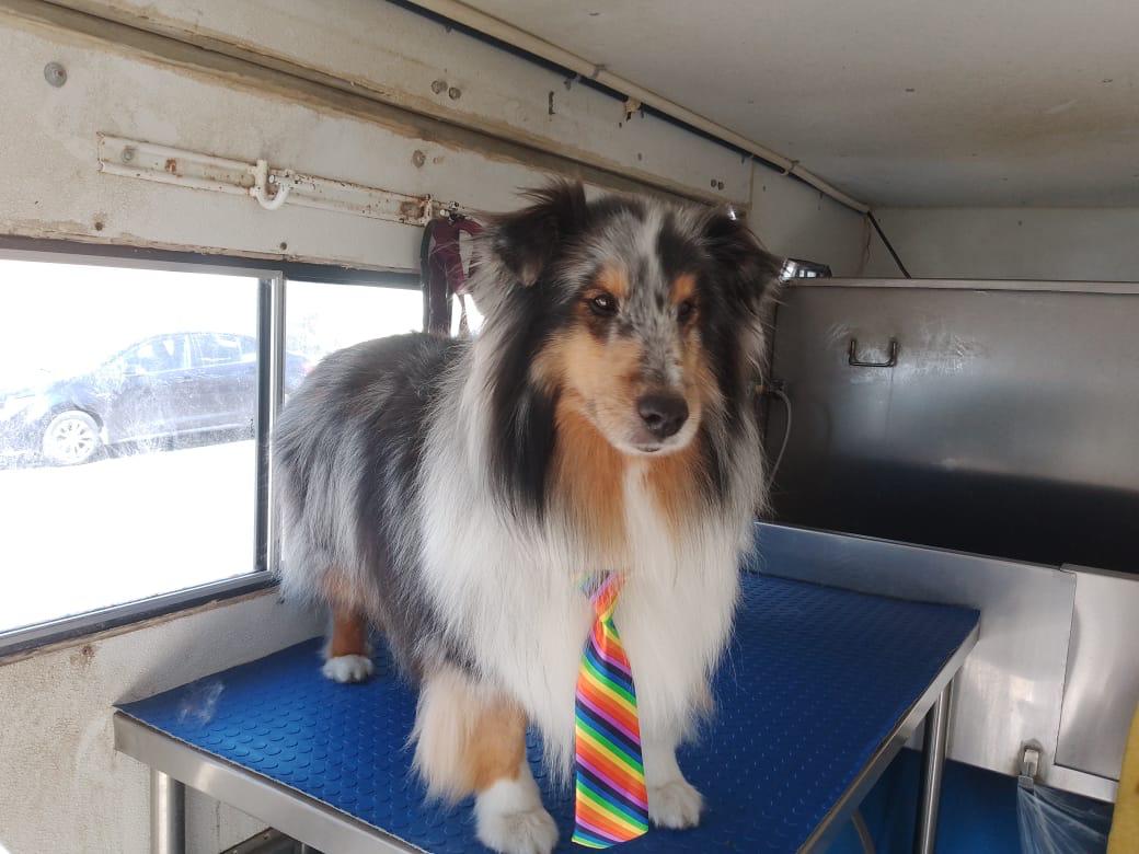 Collie recién arreglado por Peek