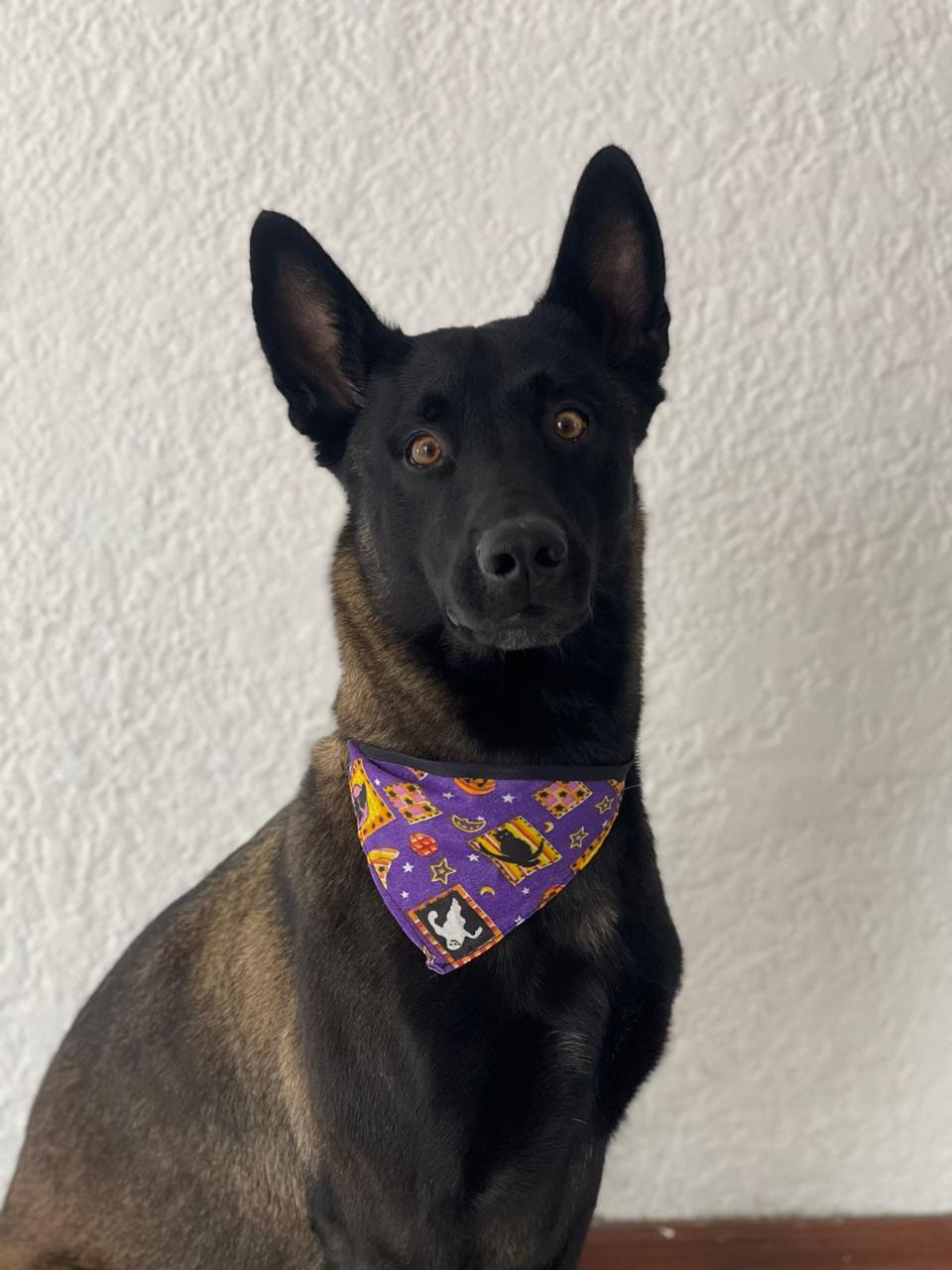 Perro con paliacate después de su servicio