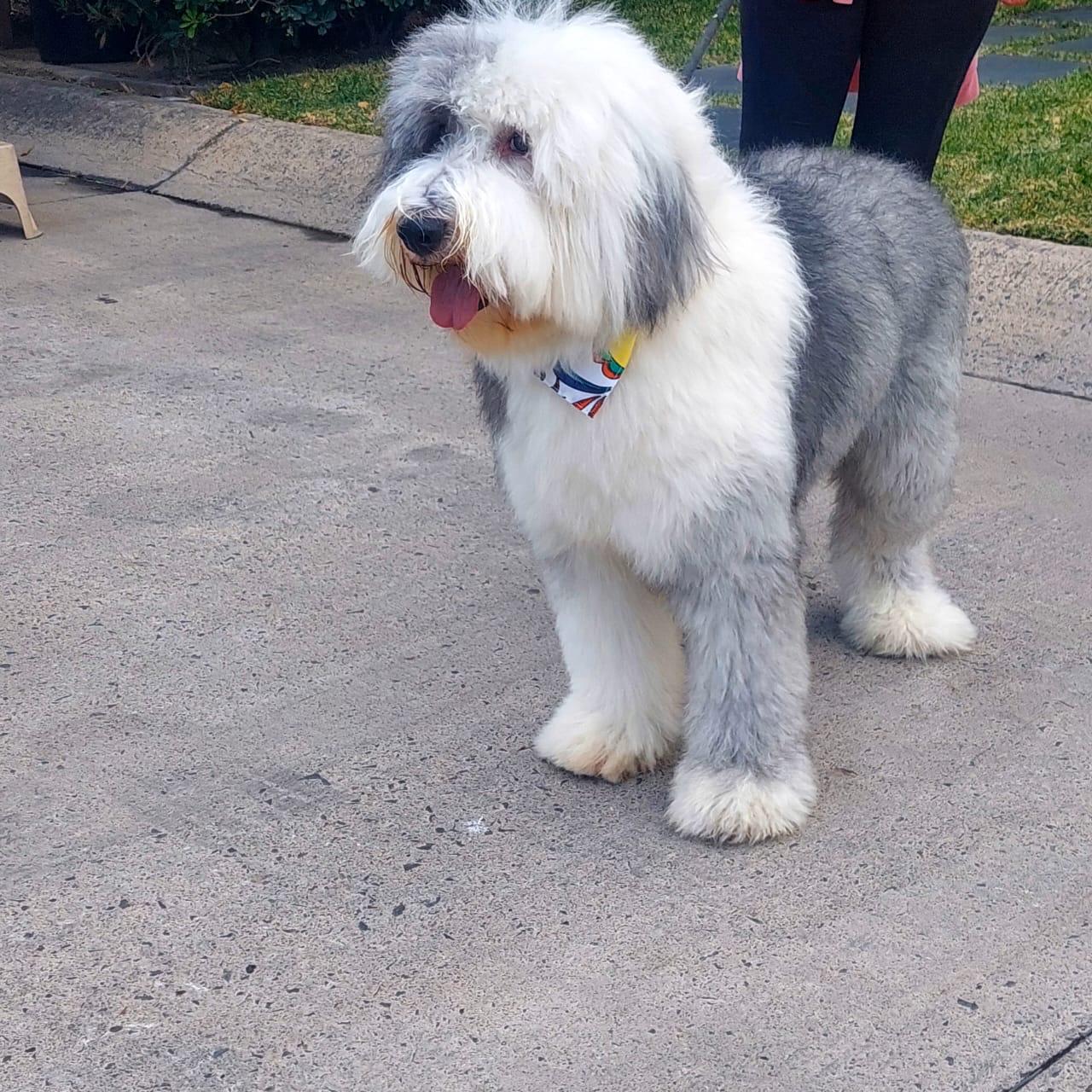 Perrito recién atendido por Peek