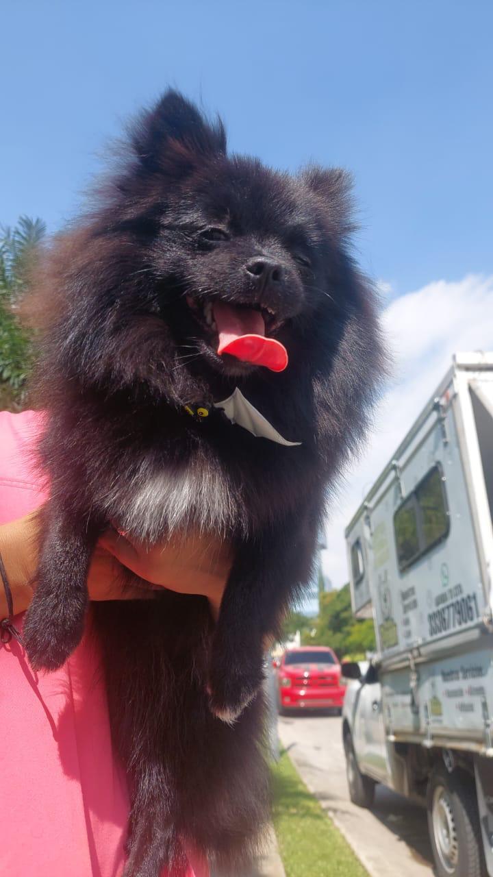 Pomerania acompañado por la camioneta Peek