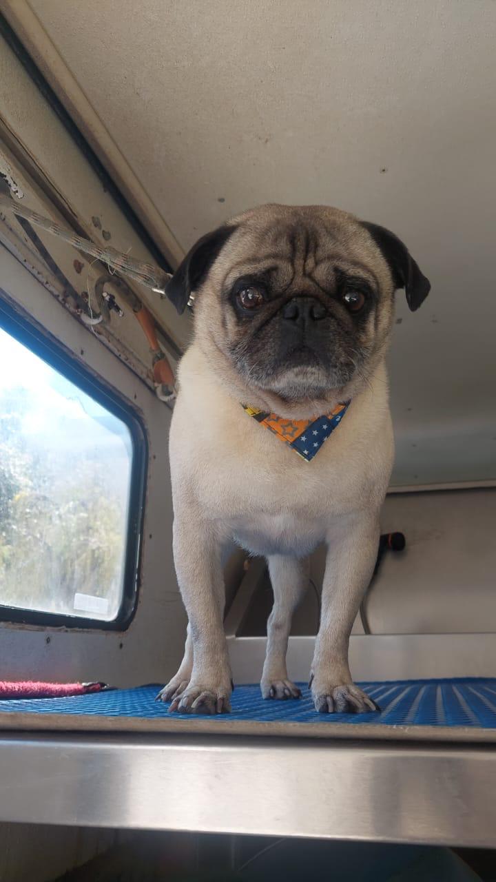 Pug atendido dentro de la camioneta Peek